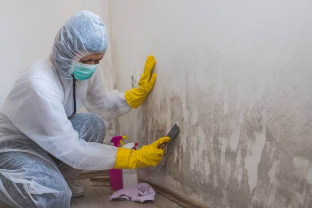 Best Local Mold Removal Service  in Pecan Acres, TX