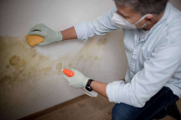 Best Attic Mold Removal  in Pecan Acres, TX