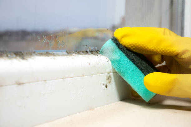 Best Office Mold Removal Services  in Pecan Acres, TX