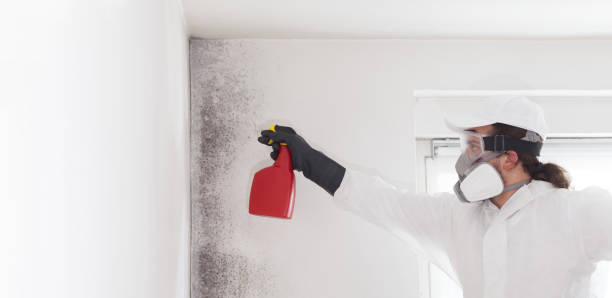 Best Office Mold Removal Services  in Pecan Acres, TX