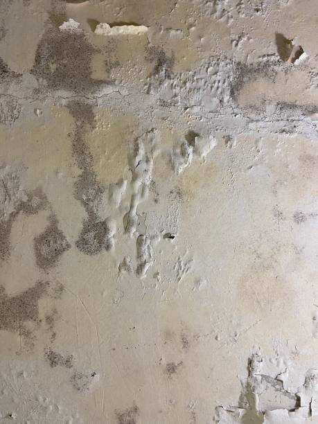 Office Mold Removal Services in Pecan Acres, TX