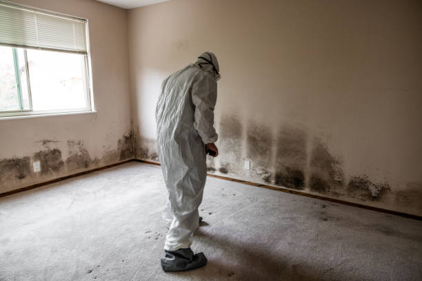 Best Local Mold Removal Service  in Pecan Acres, TX