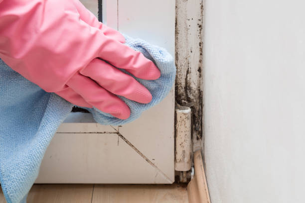 Best Residential Mold Removal  in Pecan Acres, TX