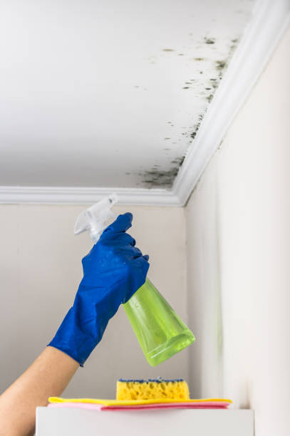 Best Commercial Mold Removal  in Pecan Acres, TX